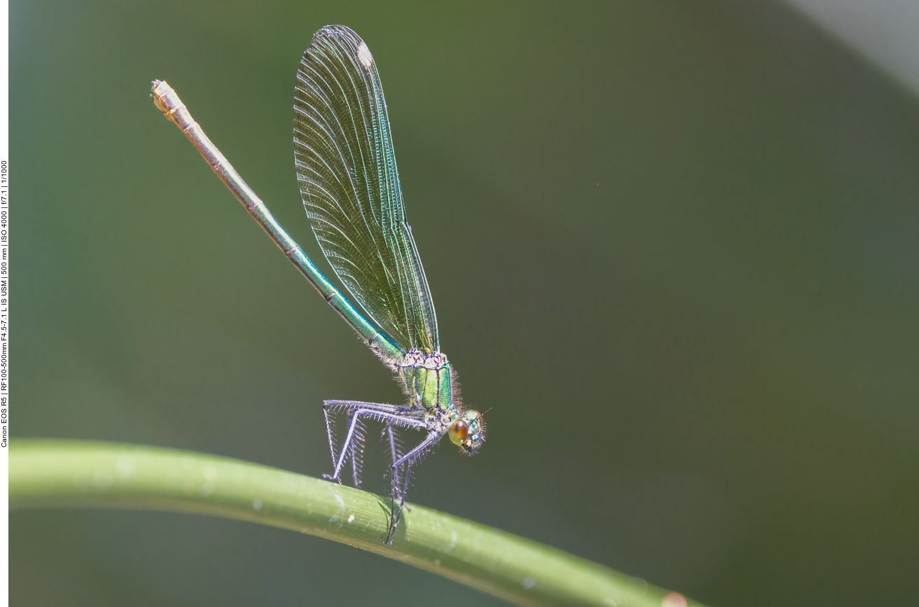 Libelle, nicht bestimmt