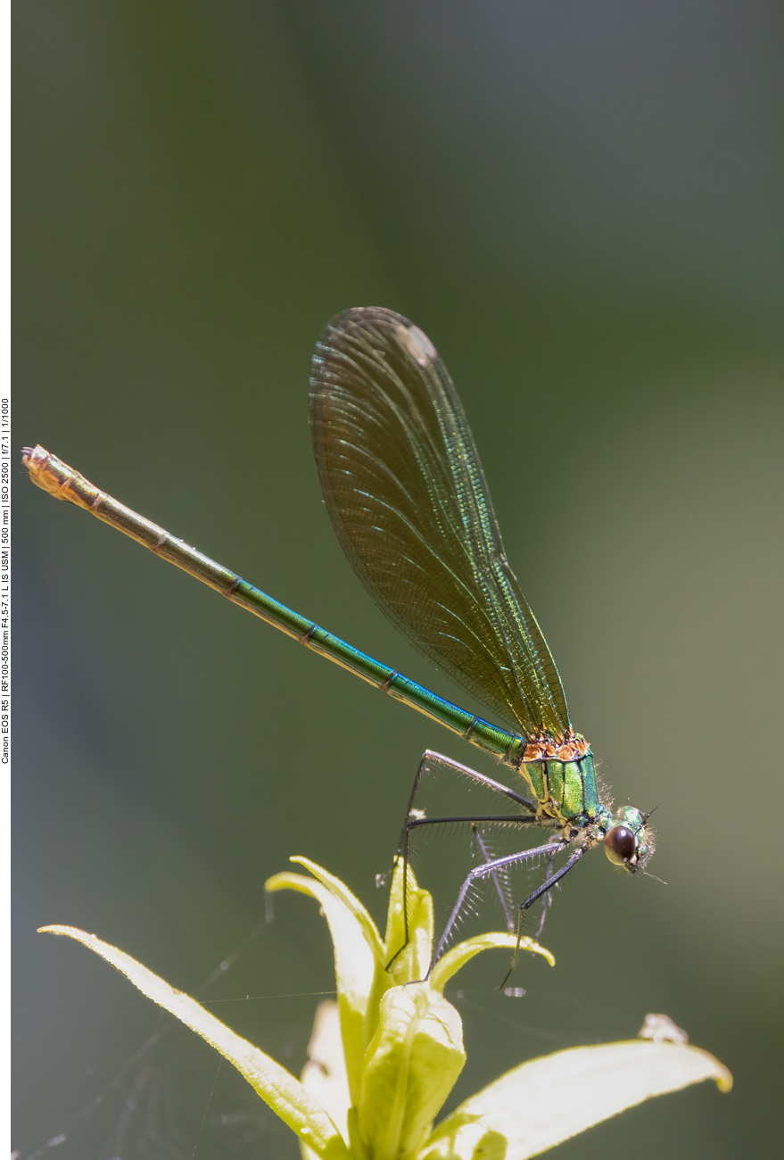 Libelle, nicht bestimmt