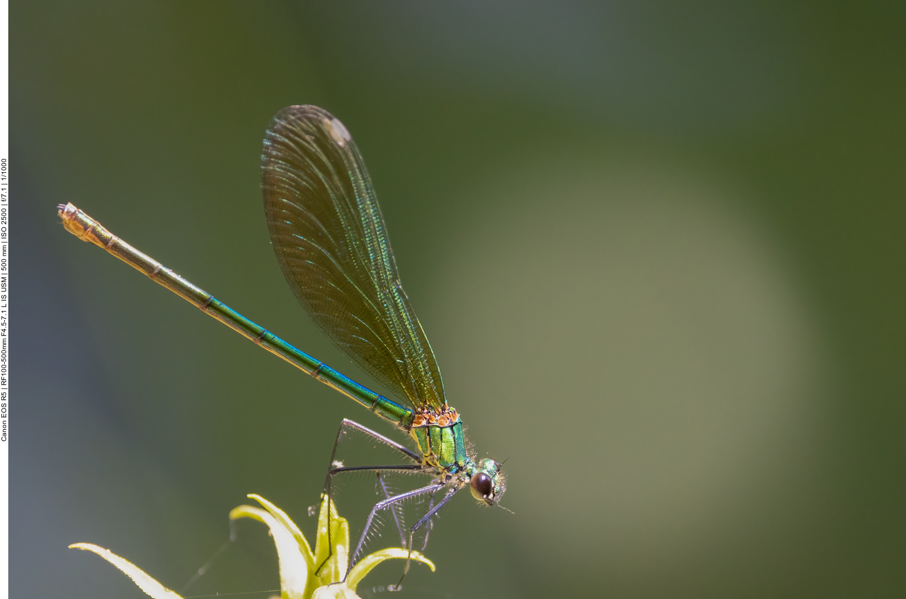 Libelle, nicht bestimmt