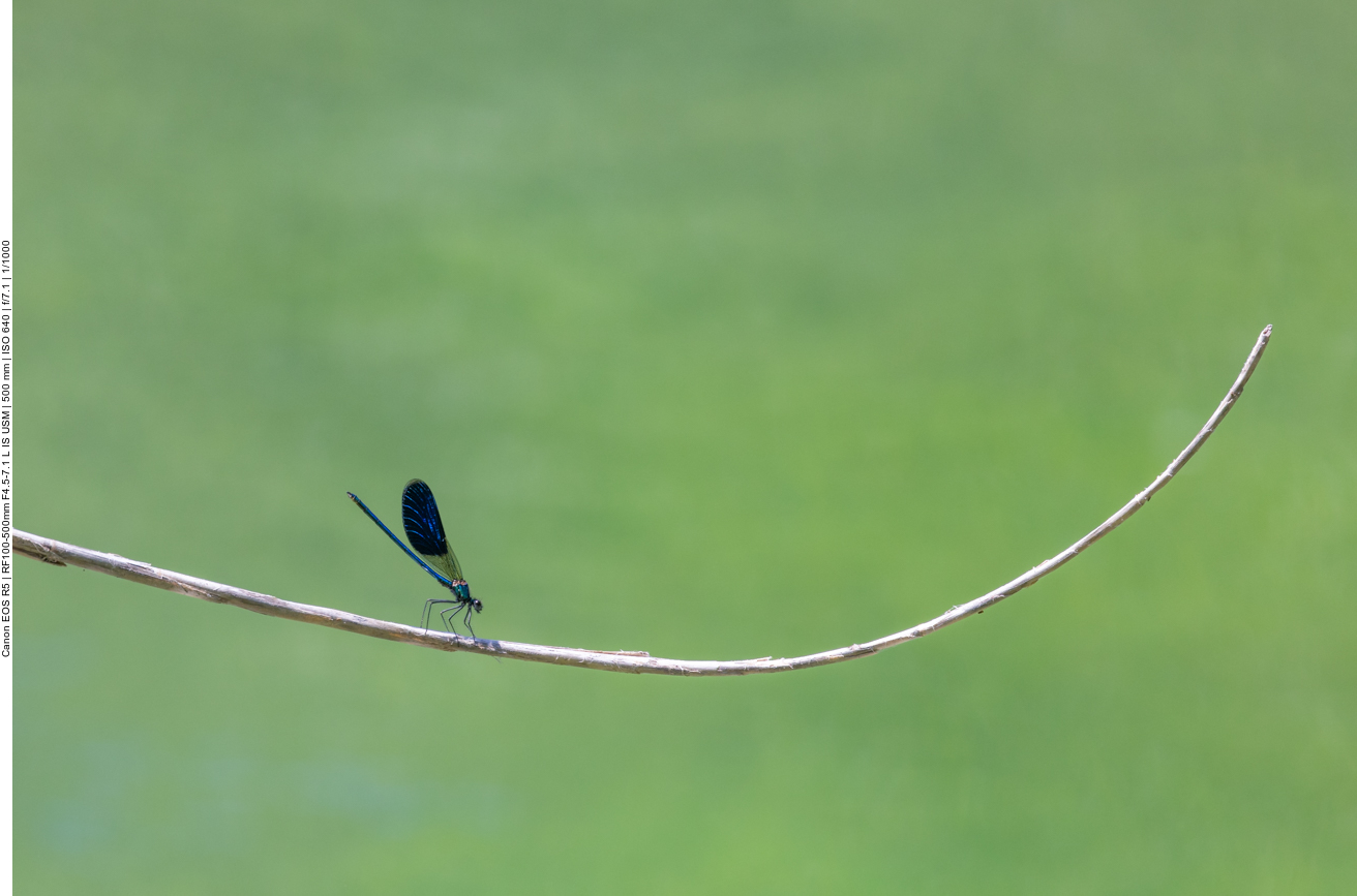 Blauflügel Prachtlibelle