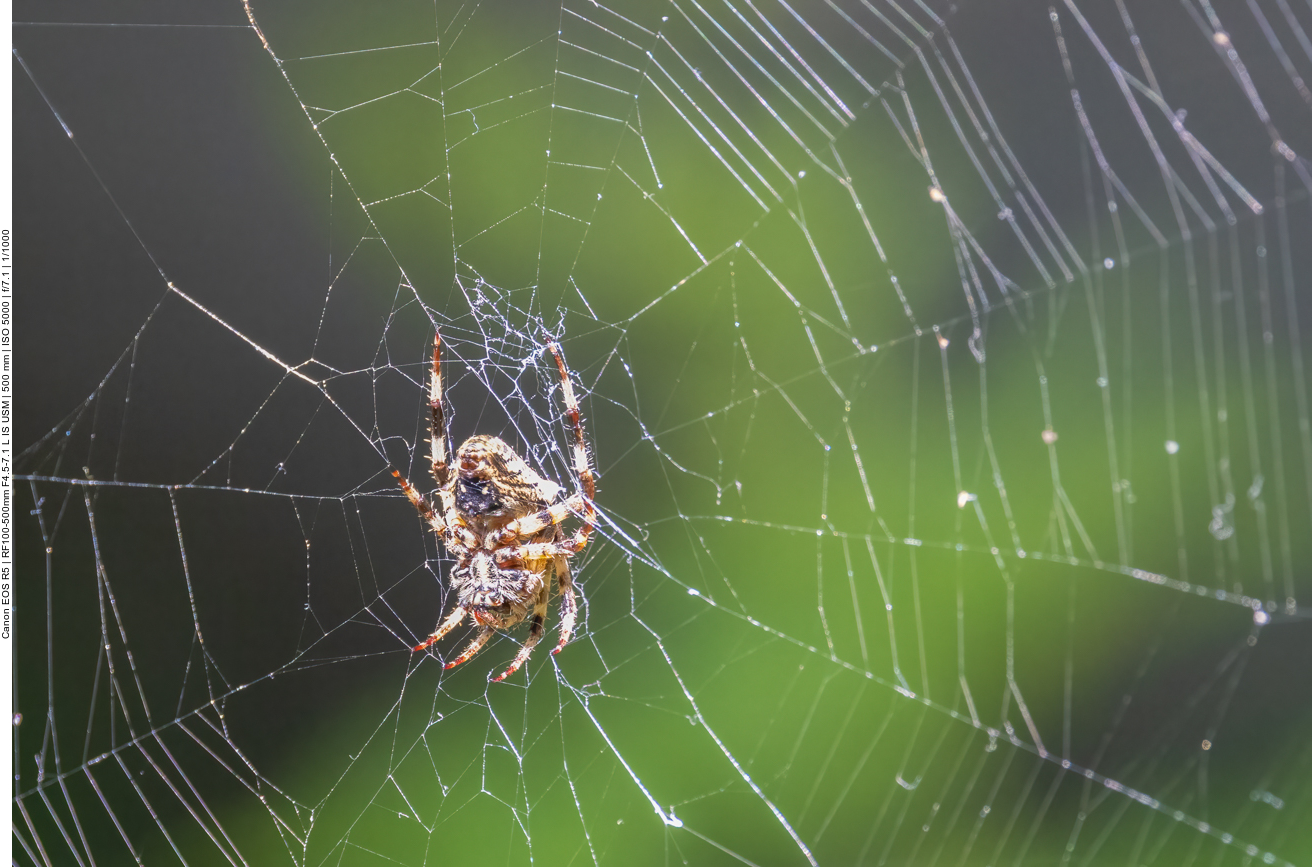 Spinne im Netz