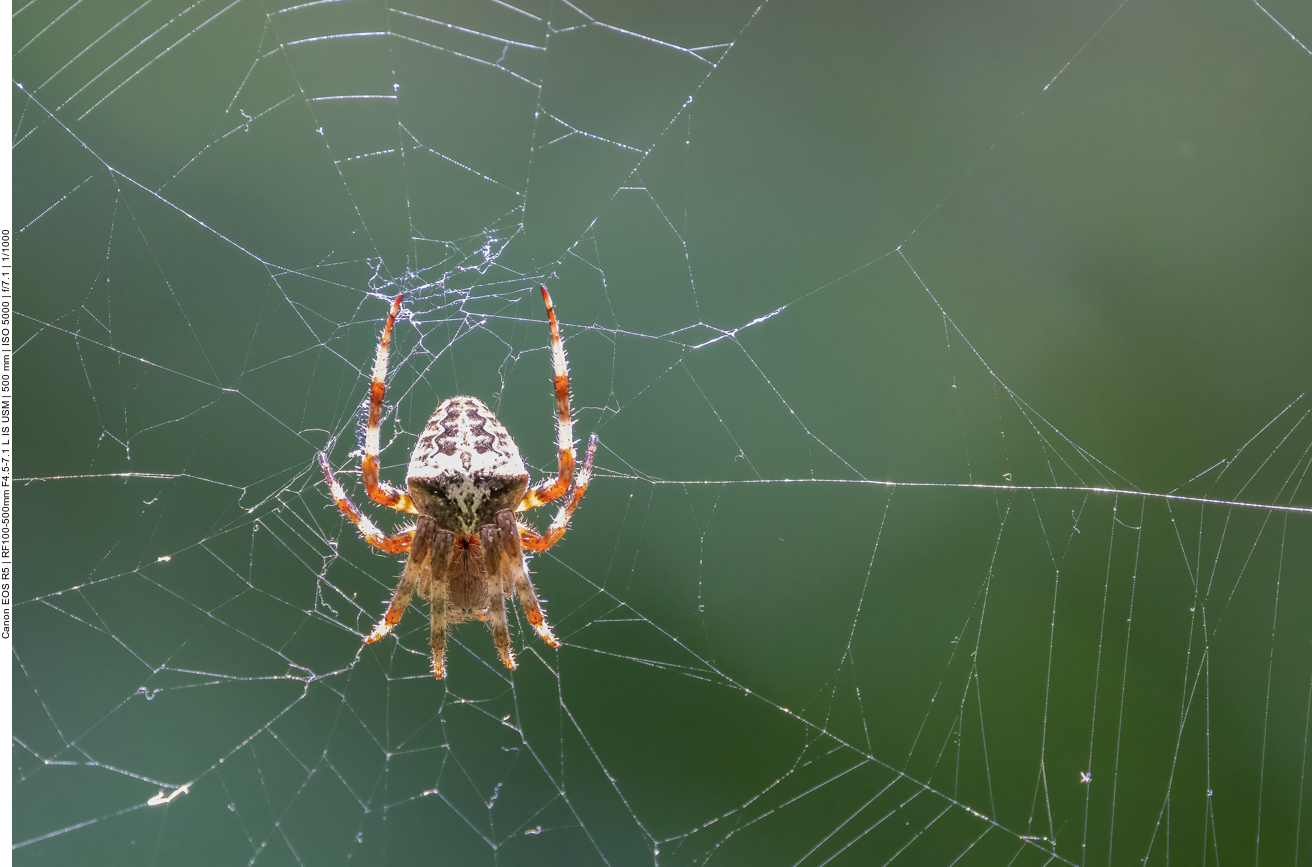 Spinne im Netz