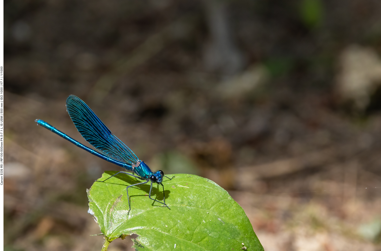 Blauflügel Prachtlibelle
