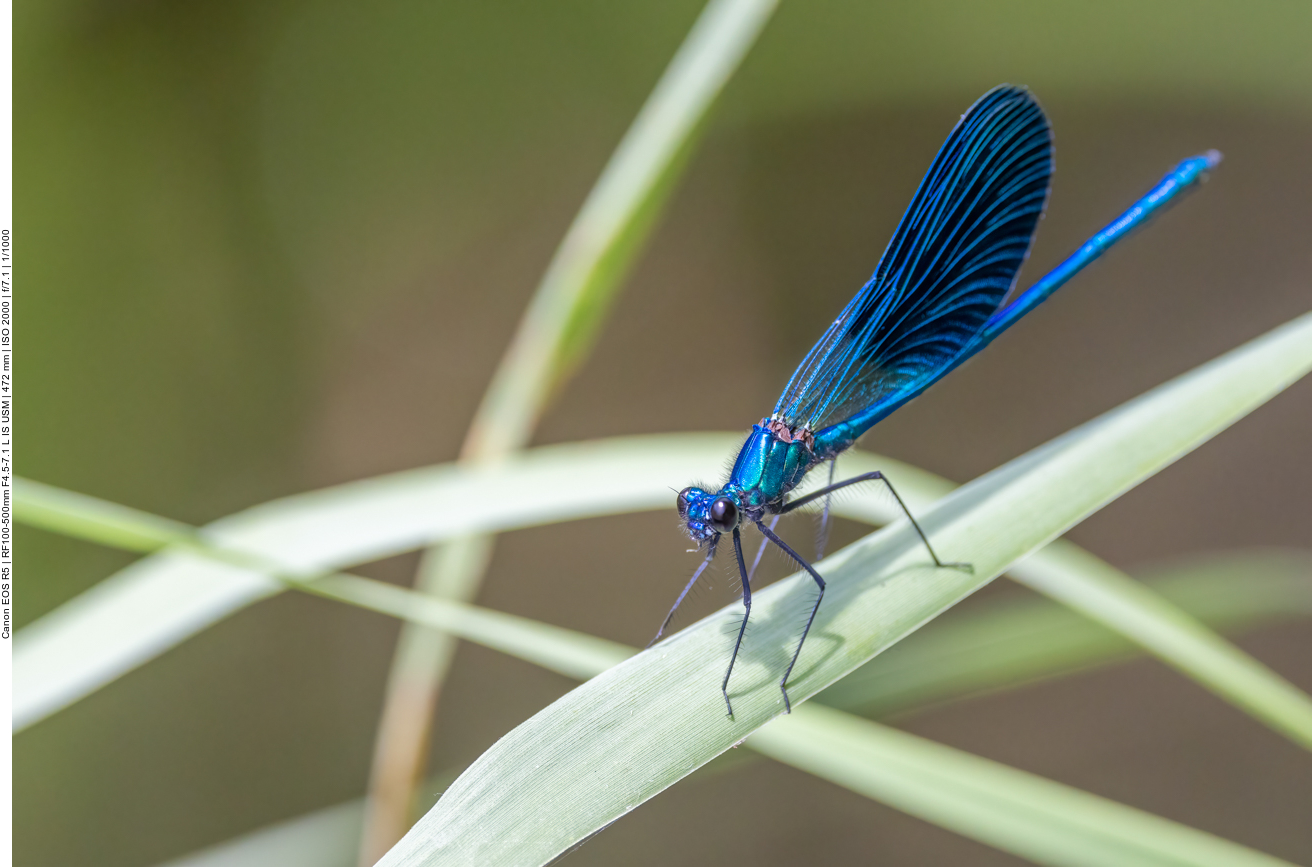 Blauflügel Prachtlibelle