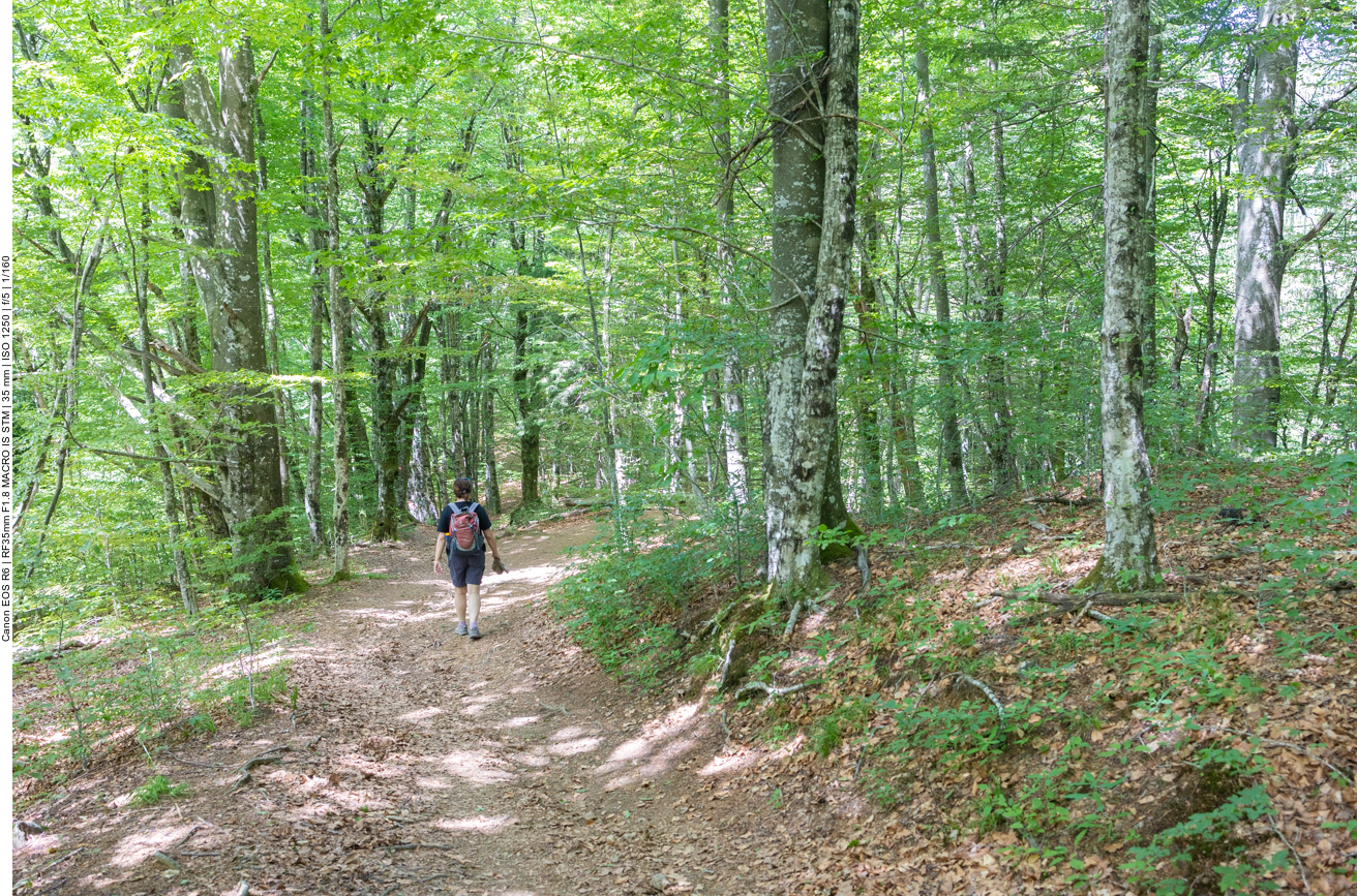 Zunächst wandern wir auf einem lichten Waldweg