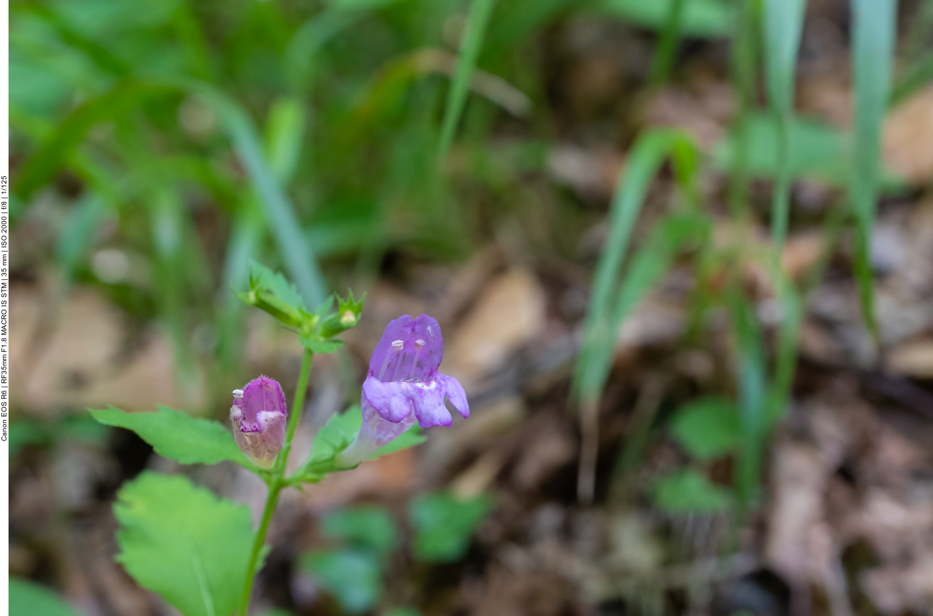 Kappen-Helmkraut [Scutellaria galericulata]