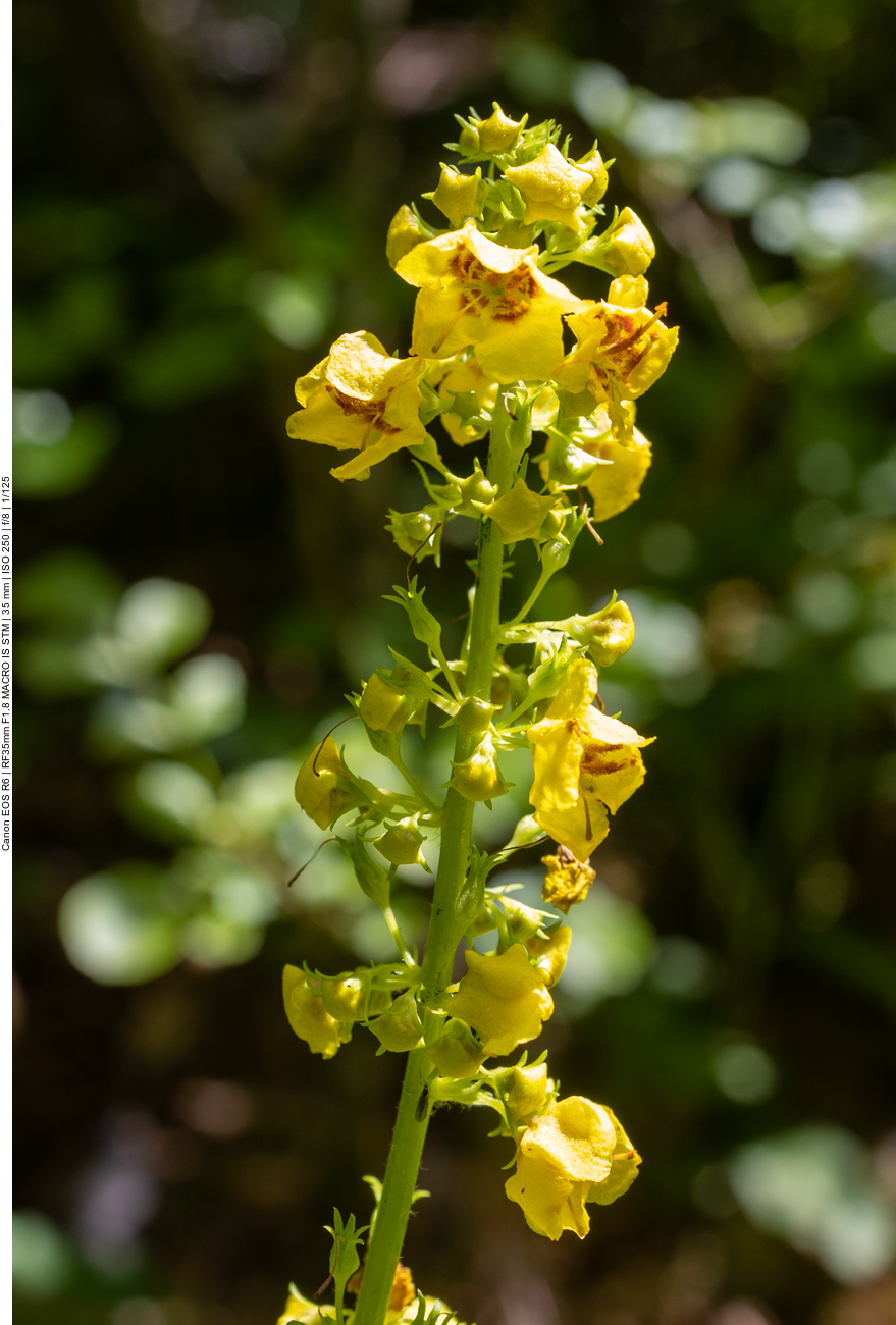 Königskerze [Verbascum glabratum]