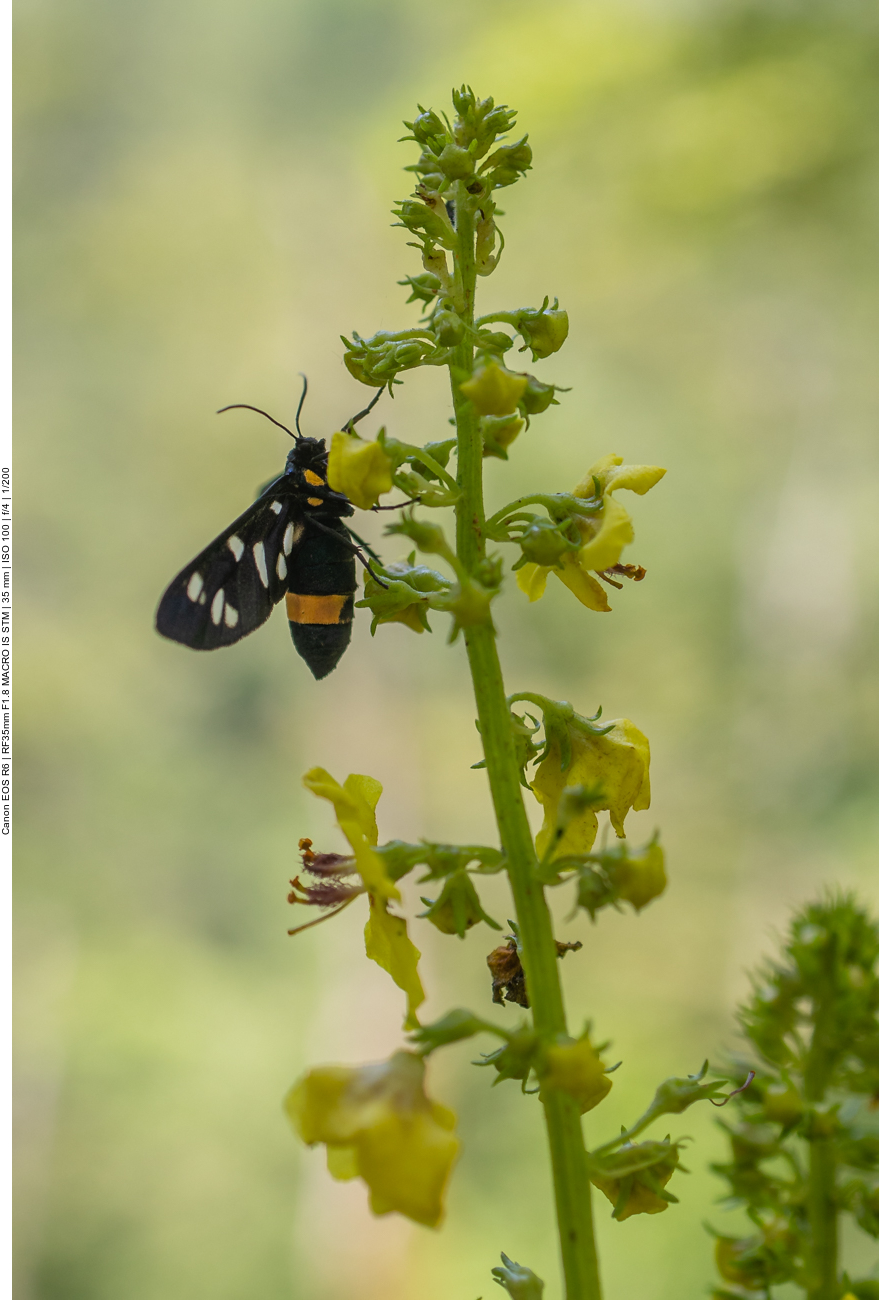 Weißfleck-Widderchen [Amata phegea]