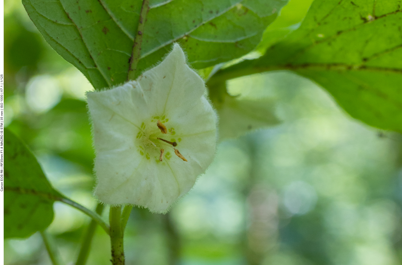 Lampionblume [Physalis alkekengi]