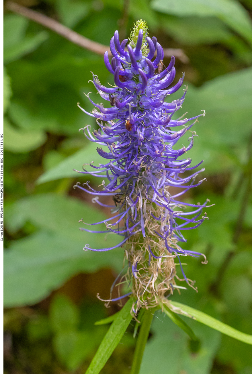 Schwarze Teufelskralle [Phyteuma nigrum]