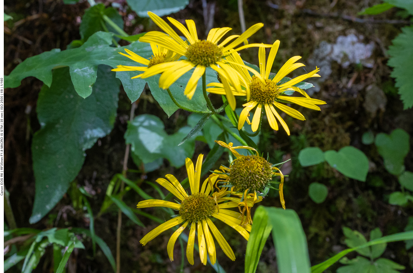 Österreichische Gämswurz [Doronicum austriacum]