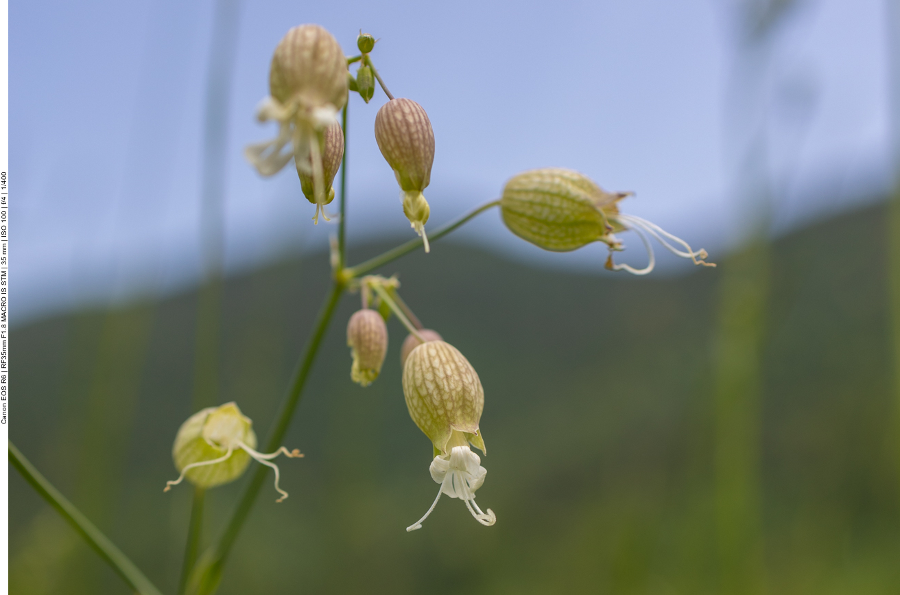 Klippen-Leimkraut [Silene uniflora]