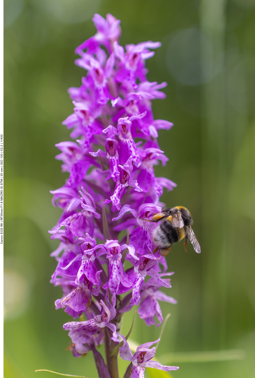 Hummel auf Knabenkraut