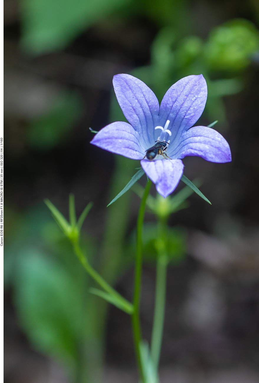 Wiesen-Glockenblume [Campanula patula] mit Gast