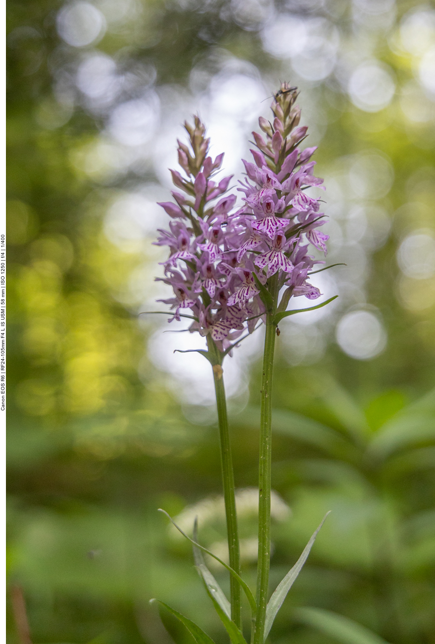 Geflecktes Knabenkraut [Dactilorhiza maculata] (Orchidee)