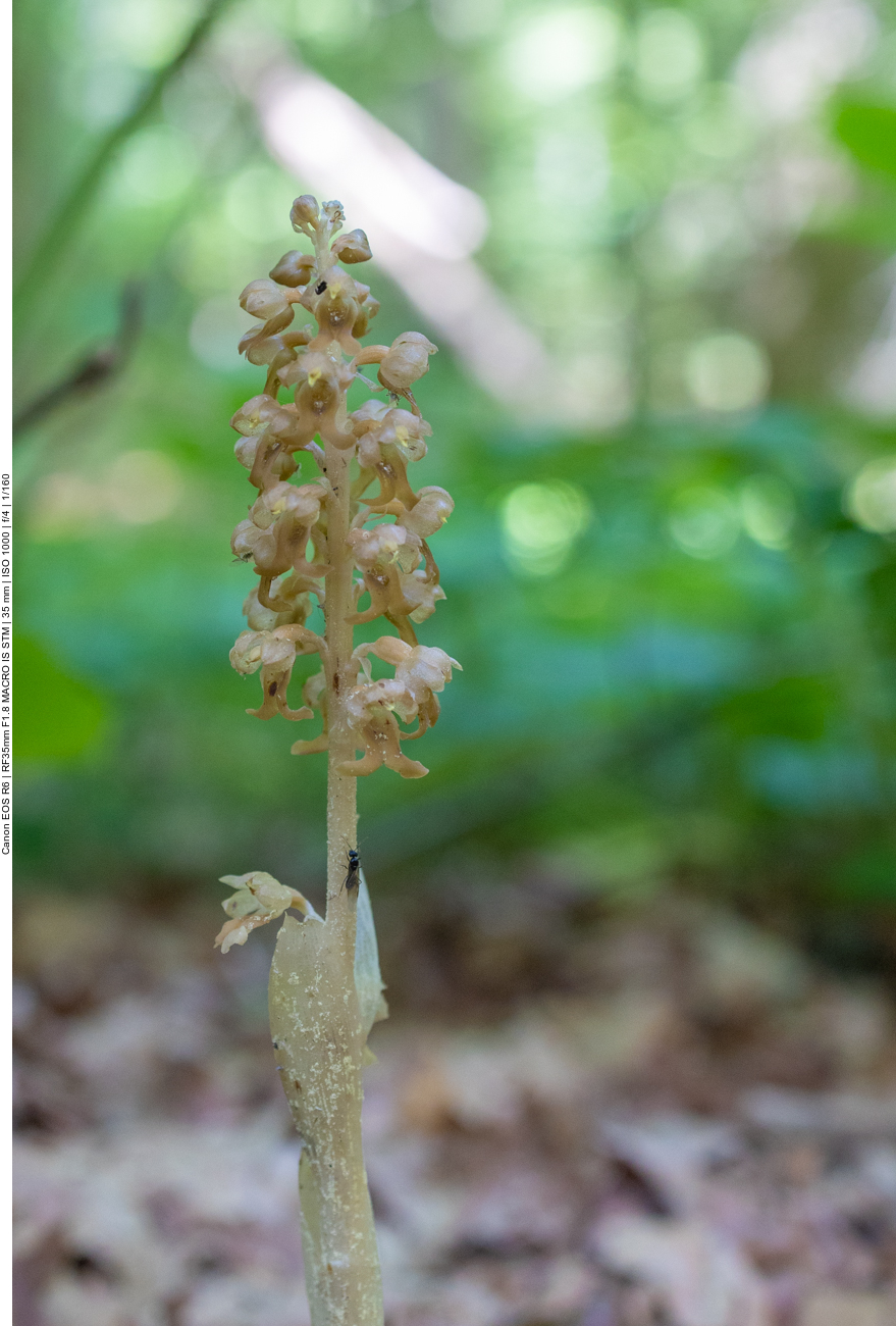 Vogel-Nestwurz [Neottia nidus-avis] (Orchidee)