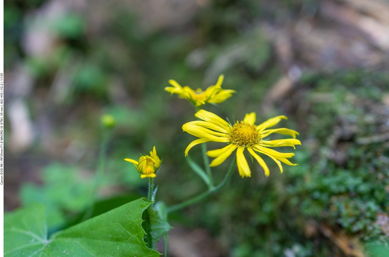 Österreichische Gämswurz [Doronicum austriacum]