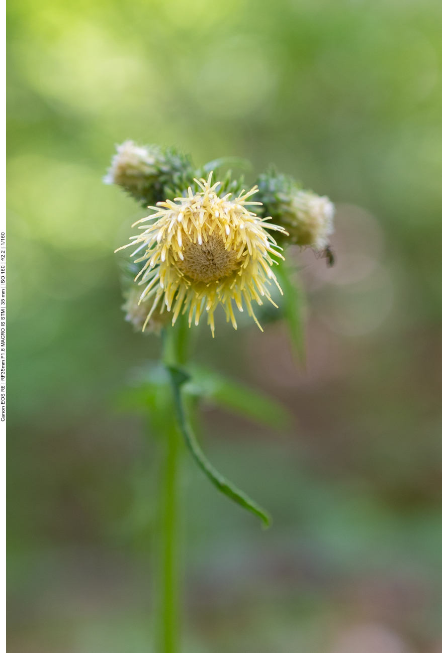 Klebrige-Kratzdistel [Cirsium erisithales]
