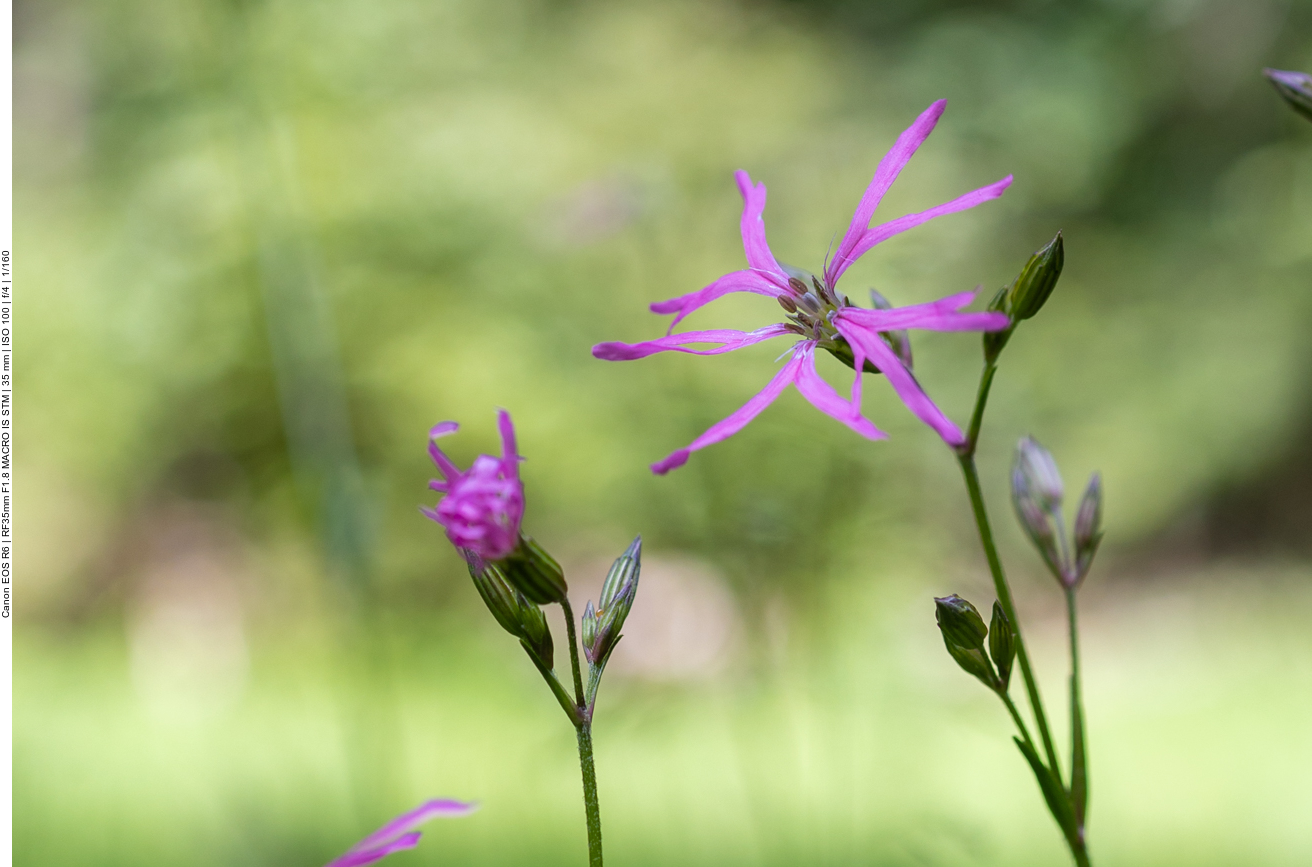 Kuckucks-Lichtnelke [Silene flos-cuculi]