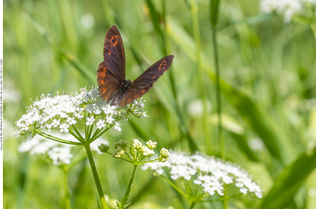 Graubindiger Mohrenfalter [Erebia aethiops]