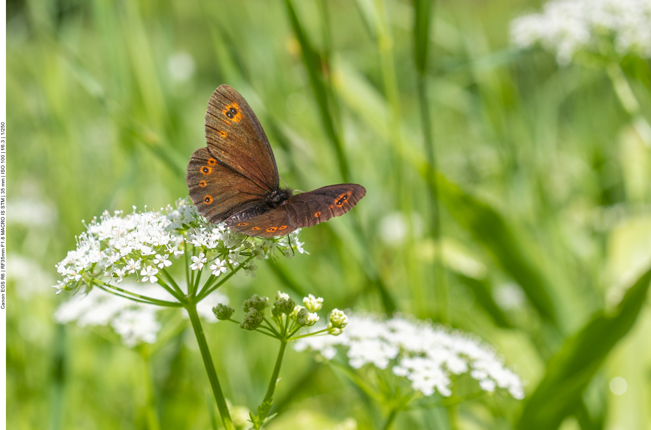 Graubindiger Mohrenfalter [Erebia aethiops]