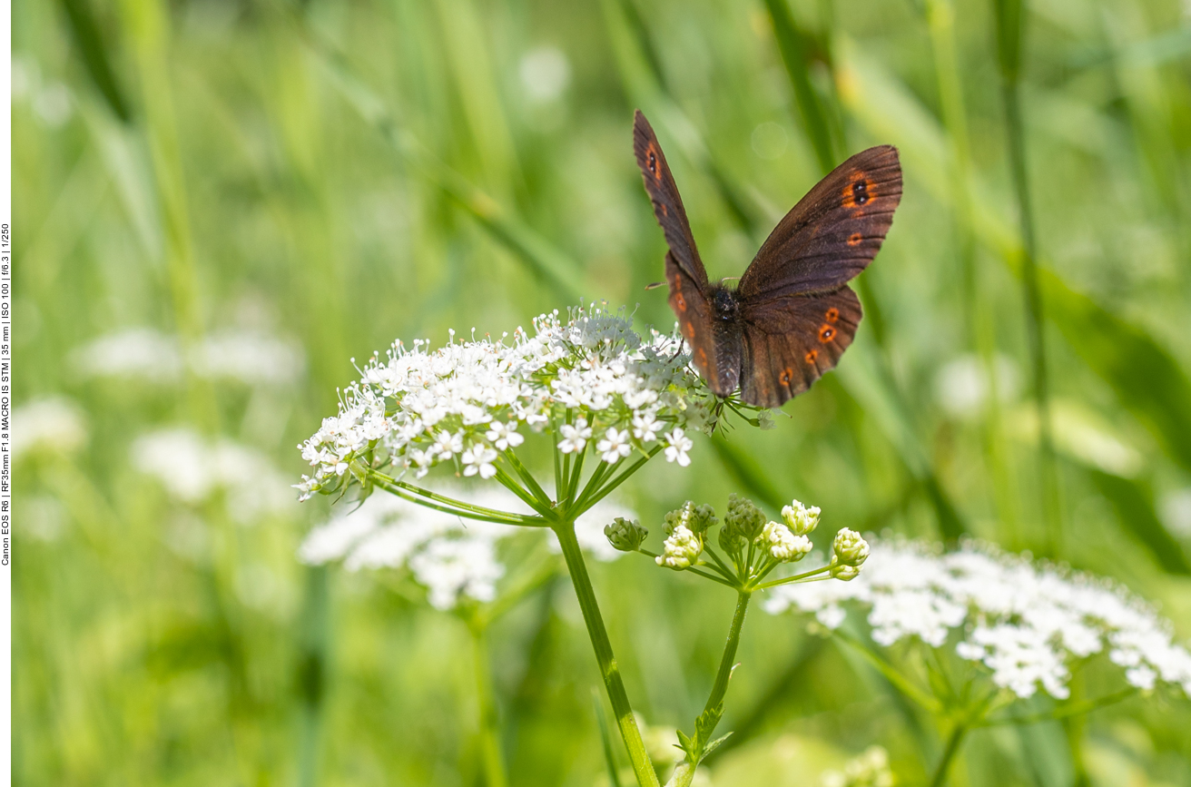 Graubindiger Mohrenfalter [Erebia aethiops]