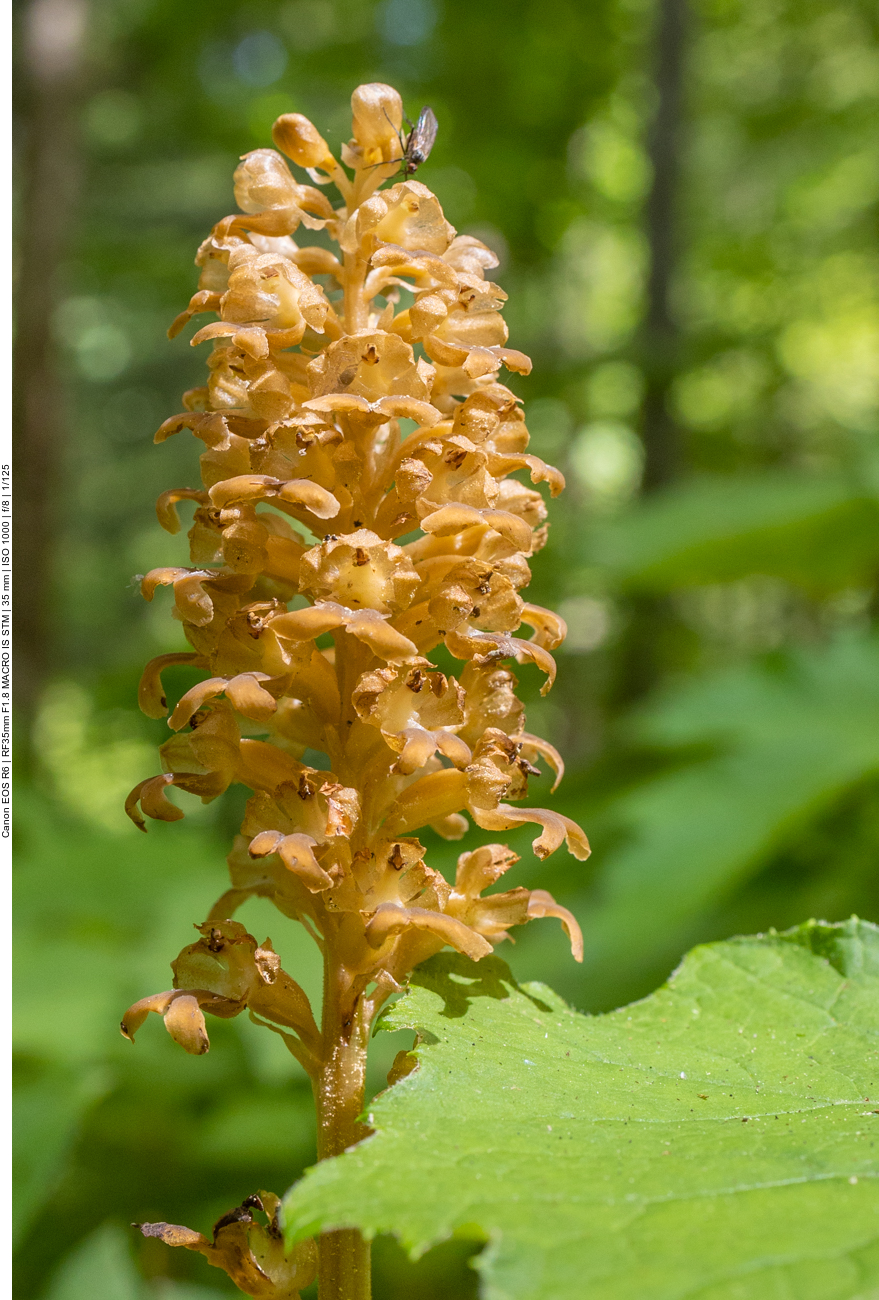 Vogel-Nestwurz [Neottia nidus-avis] (Orchidee)
