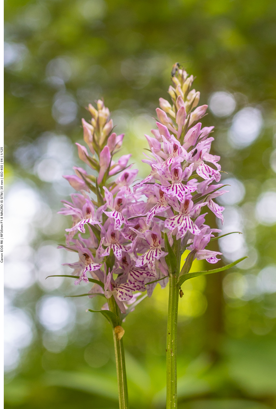 Fuchs’ Knabenkraut [Dactylorhiza fuchsii] (Orchidee)