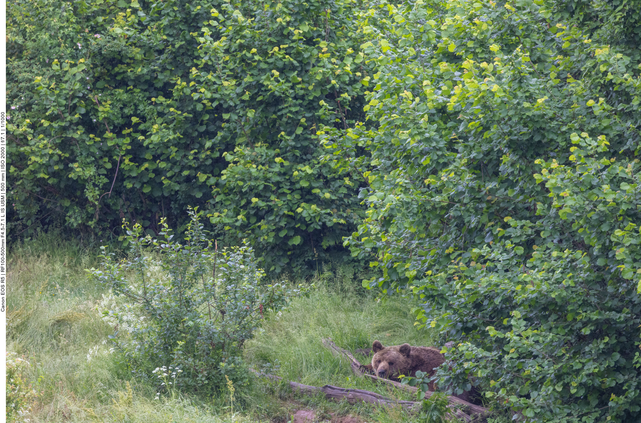 Auch in Kroatien muss man mit Bären rechnen, am besten aus dem Weg gehen!