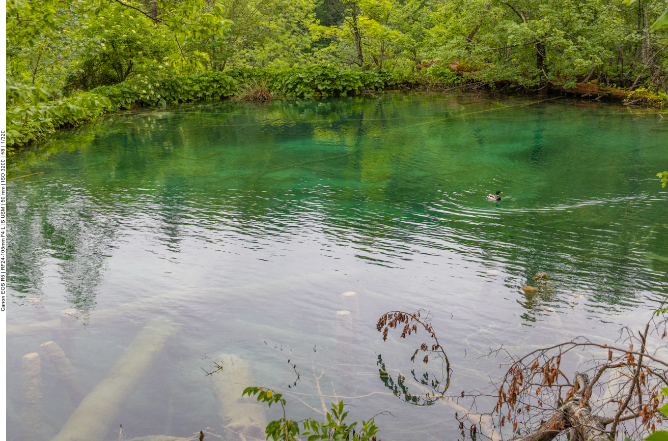Ruhiger Teich mit Erpel