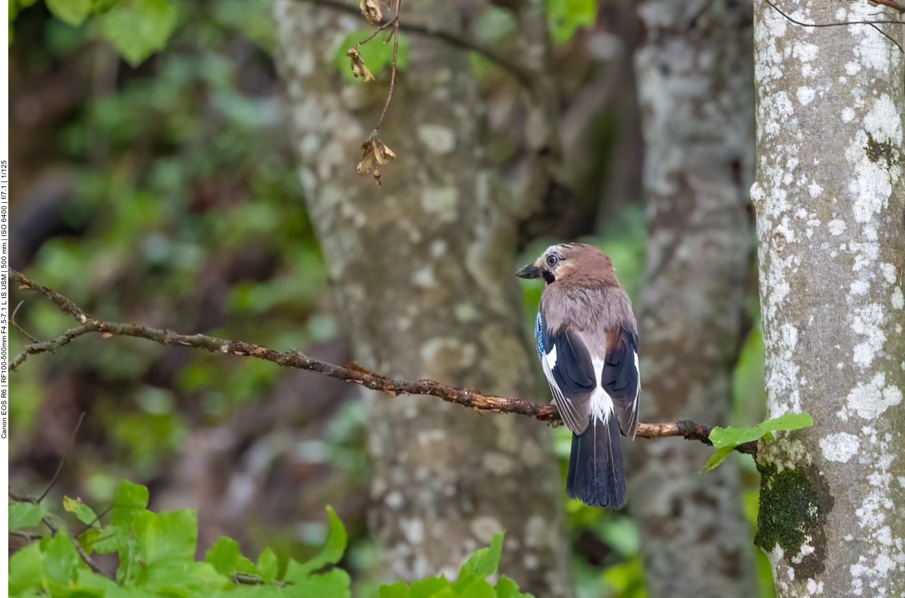 ... treffen wir auf einige der Waldbewohner