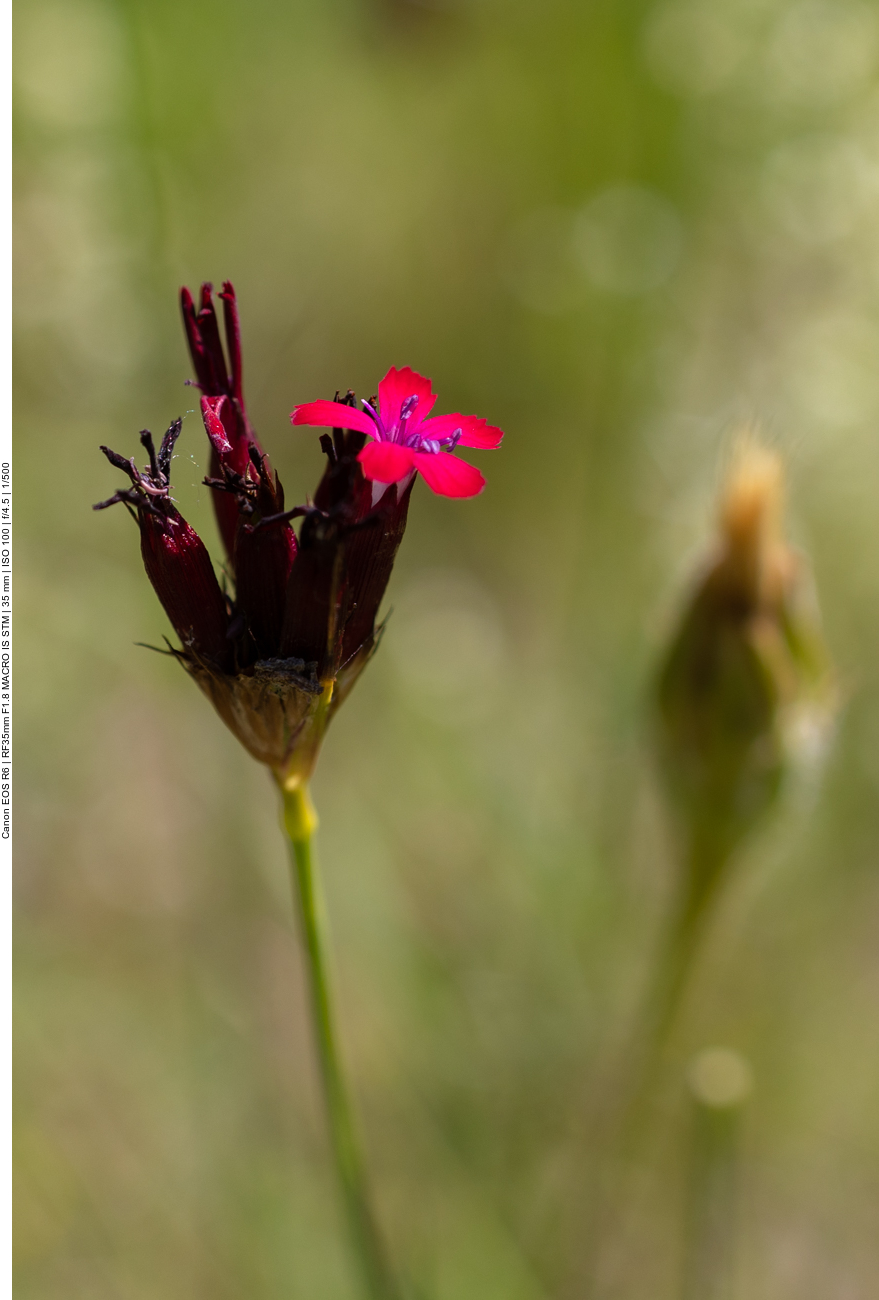 Kartäuser Nelke [Dianthus carthusianorum]