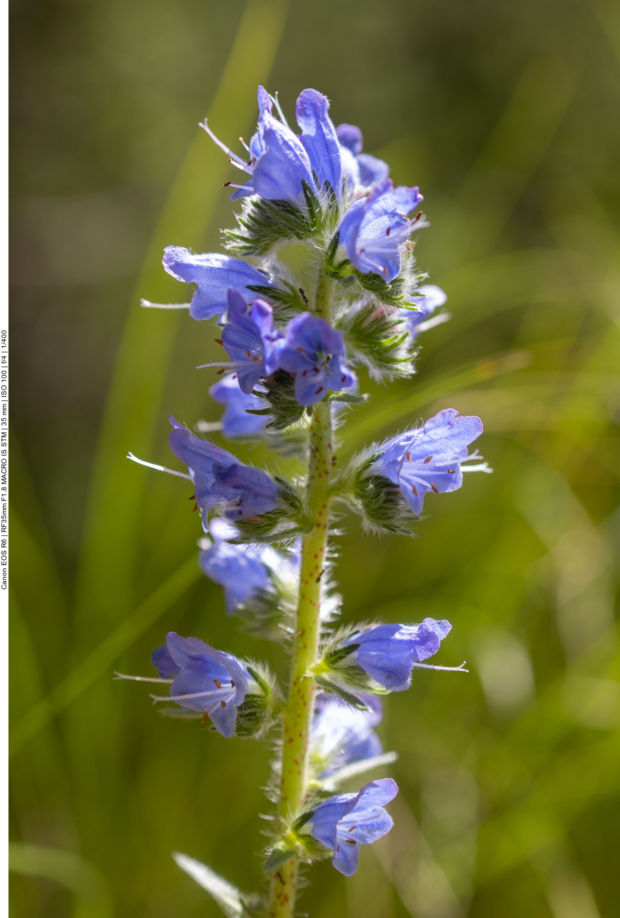 Gewöhnlicher Natternkopf [Echium vulgare]