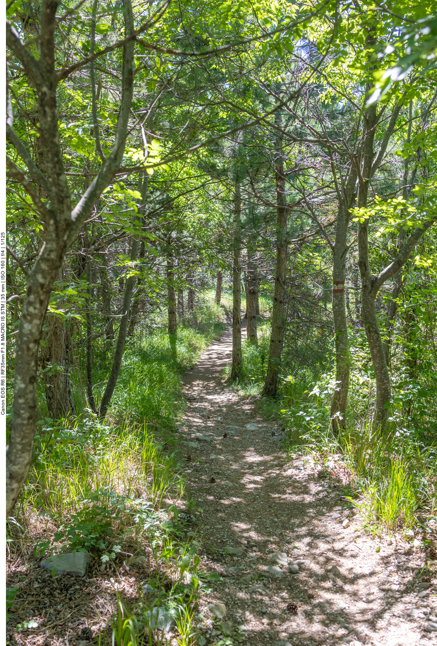 Wir queren ein kleines Wäldchen