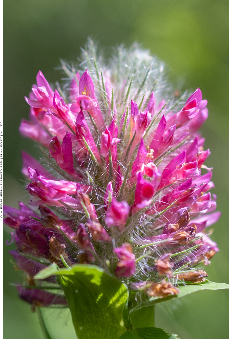 Blutklee [Trifolium rubens]