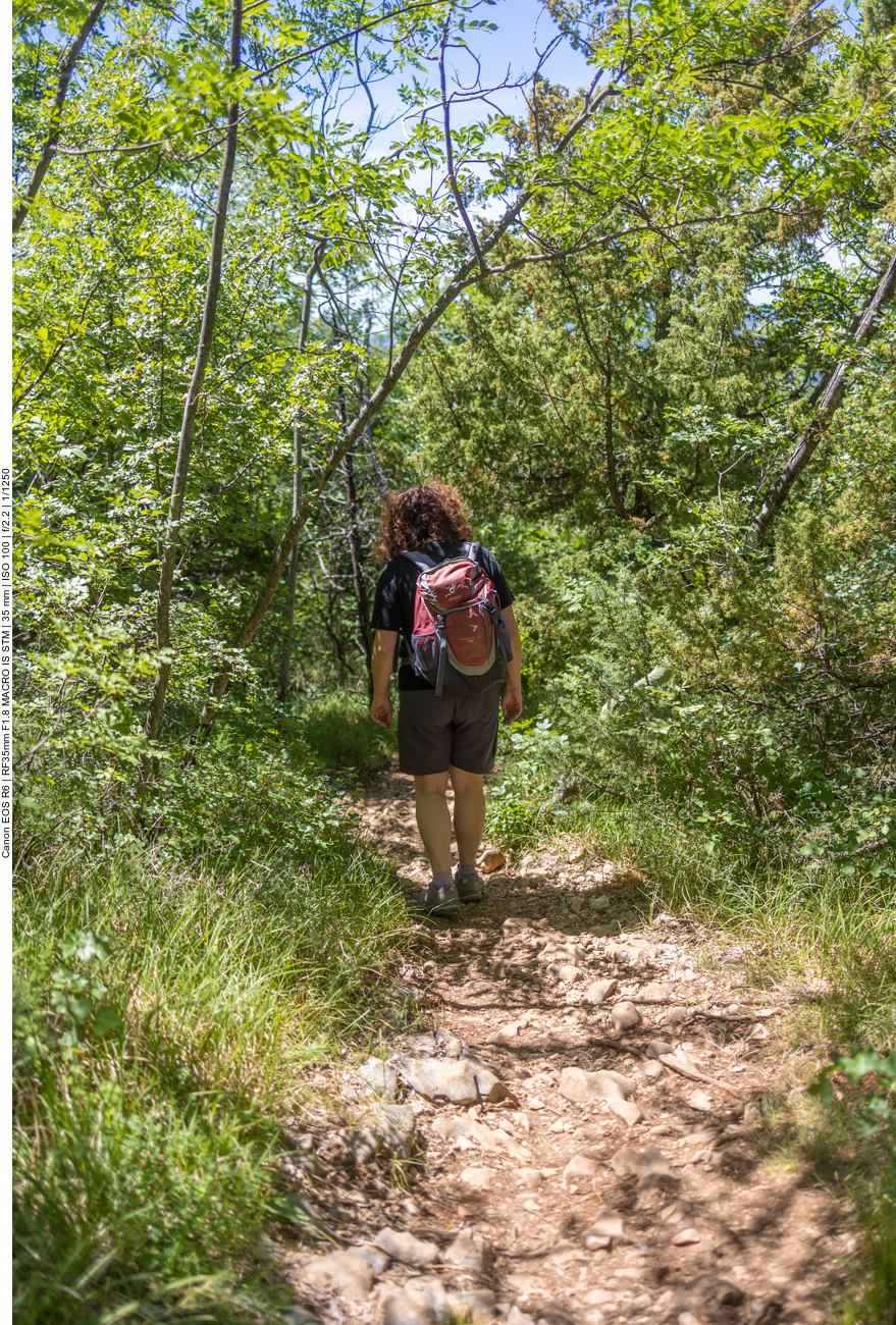 Das Gebüsch wird dichter