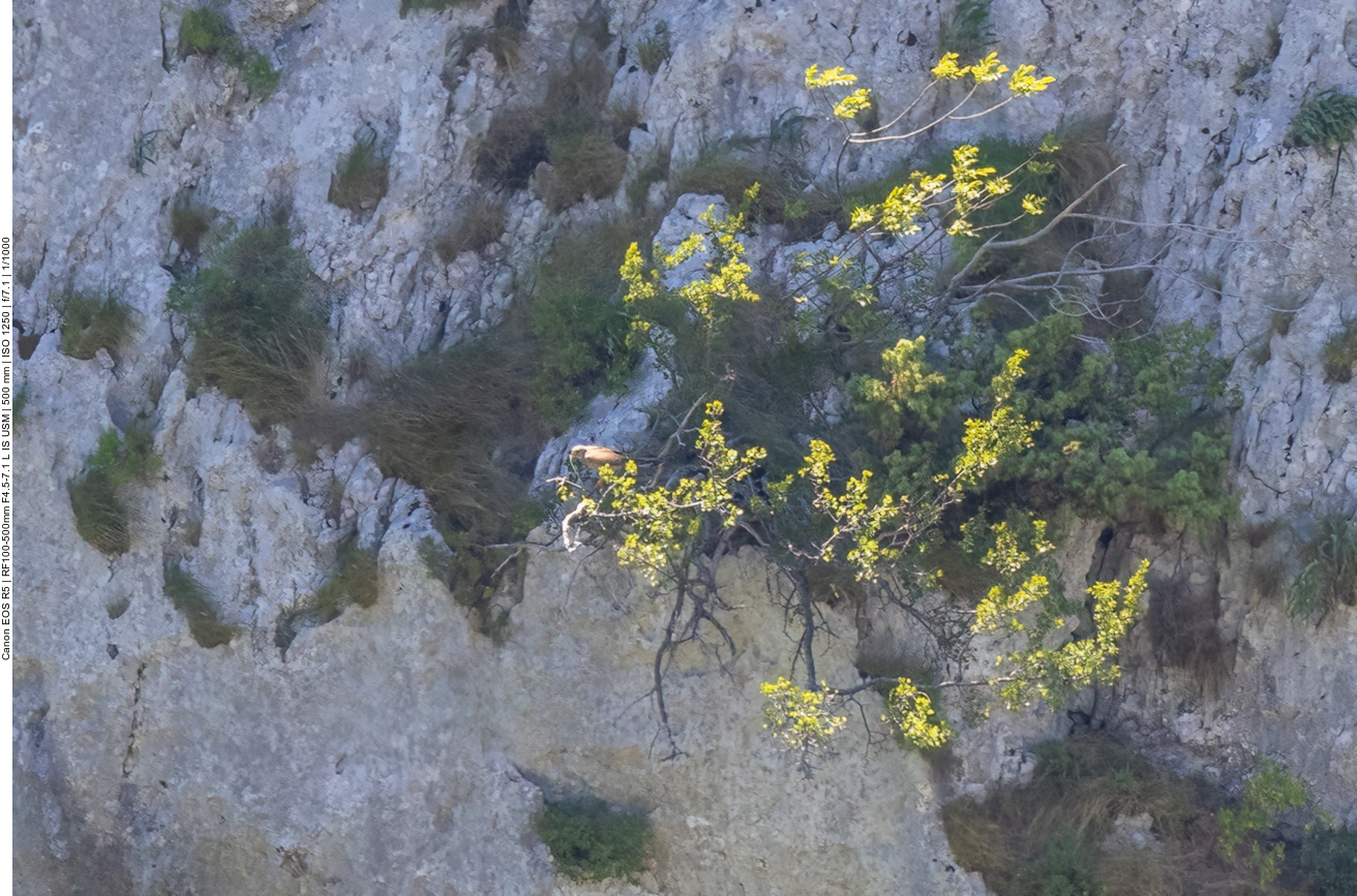 Wanderfalke, leider viel zu weit weg