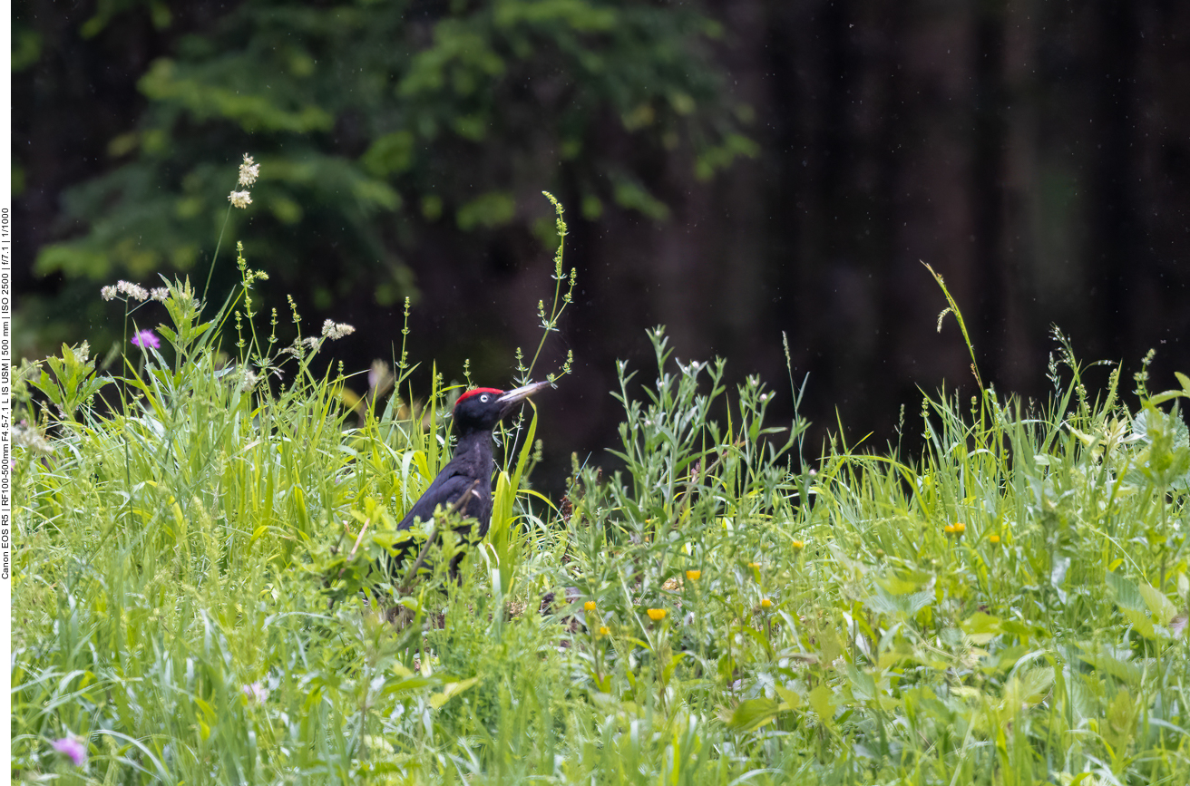 Schwarzspecht sucht im Gras nach Futter