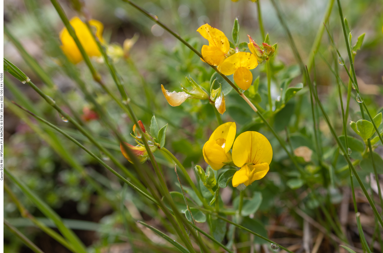 Gemeiner Hornklee [Lotus corniculatus]