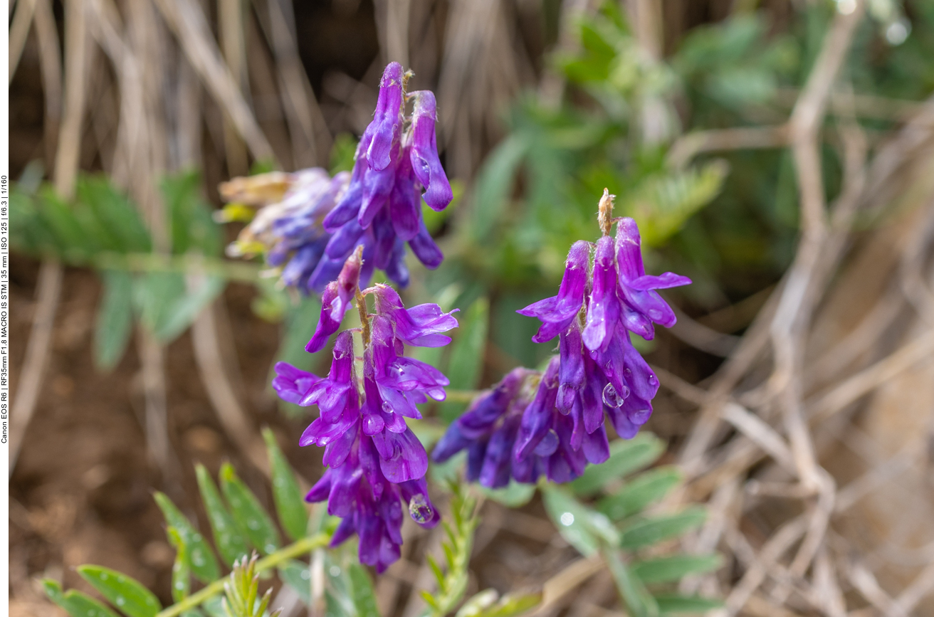 Vogelwicke [Vicia cracca]