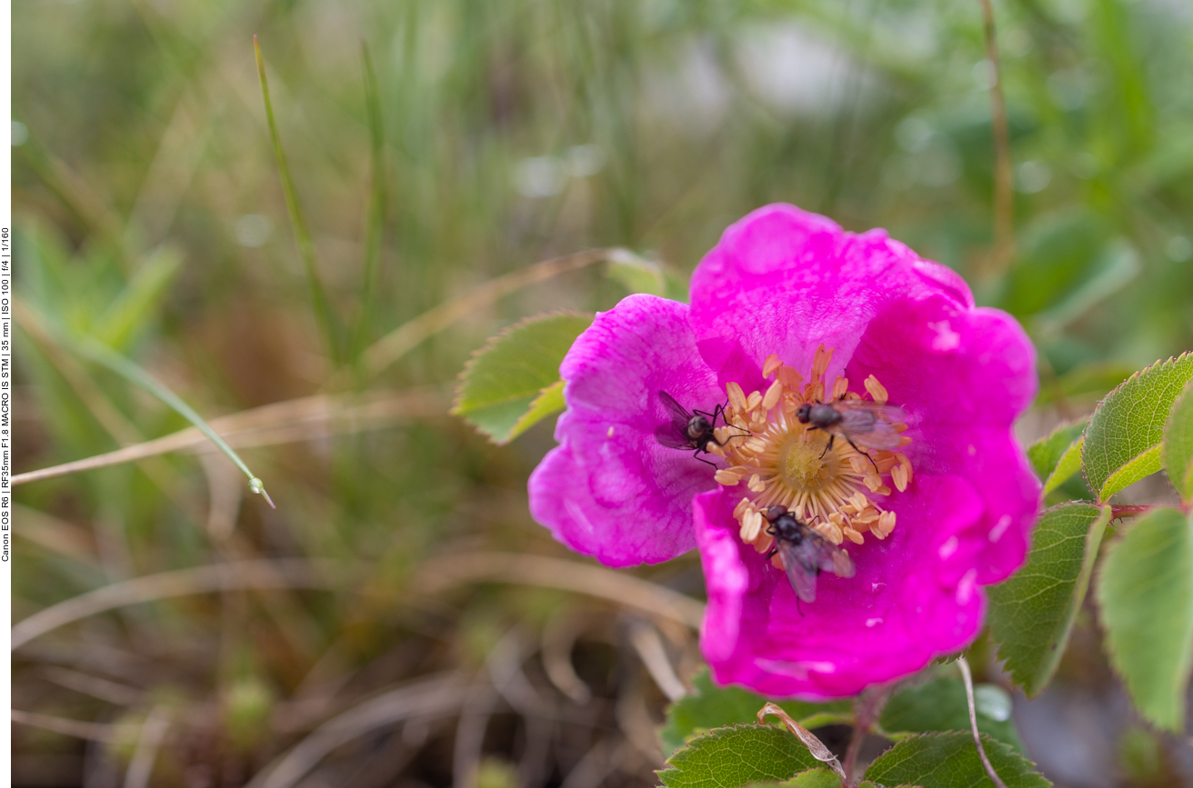 Alpen-Hagrose [Rosa pendulina]