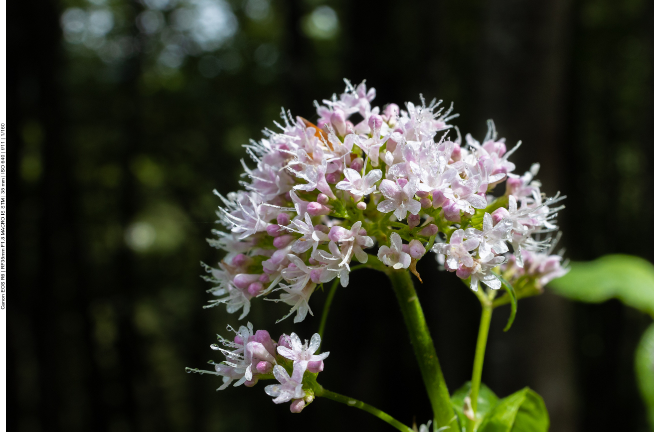 Echter Baldrian [Valeriana officinalis]
