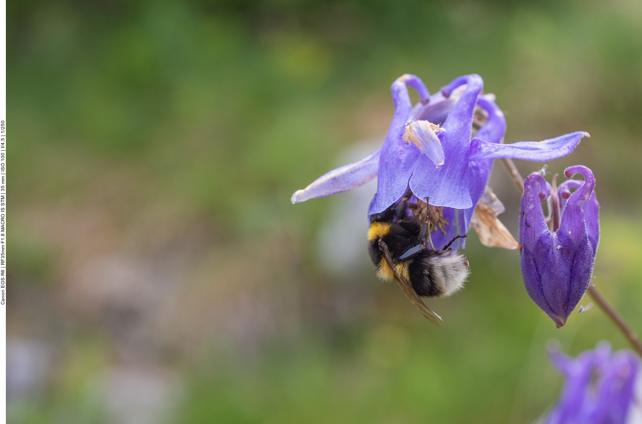 Hummel an Gewöhnlicher Akelei [Aquilegia vulgaris]
