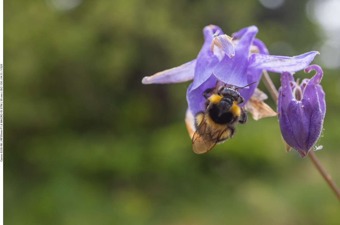 Hummel an Gewöhnlicher Akelei [Aquilegia vulgaris]