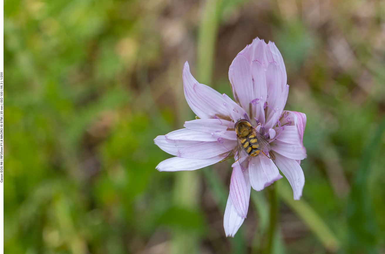 Biene an Roter Schwarzwurzel [Podospermum purpureum]