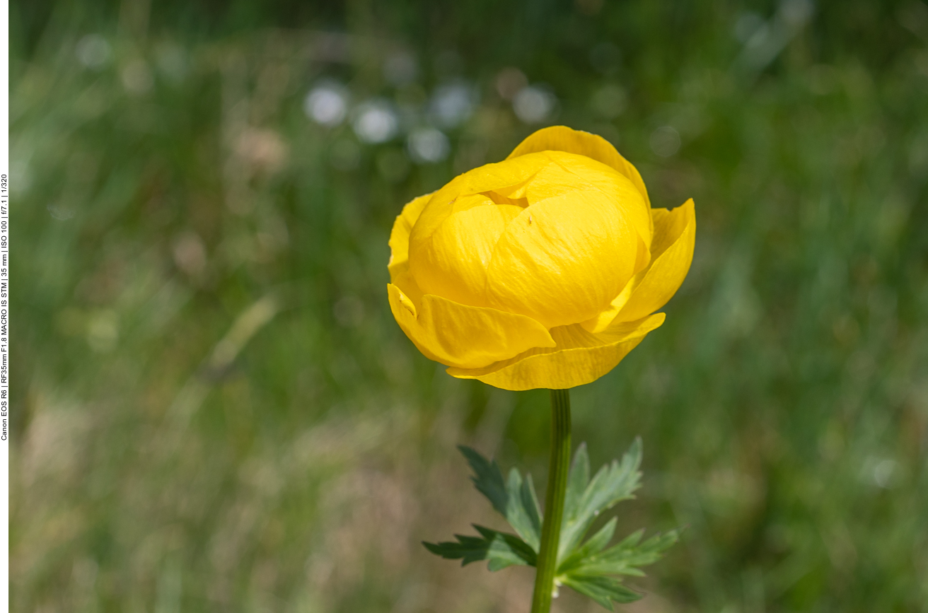 Europäische Trollblume [Trollius europaeus]