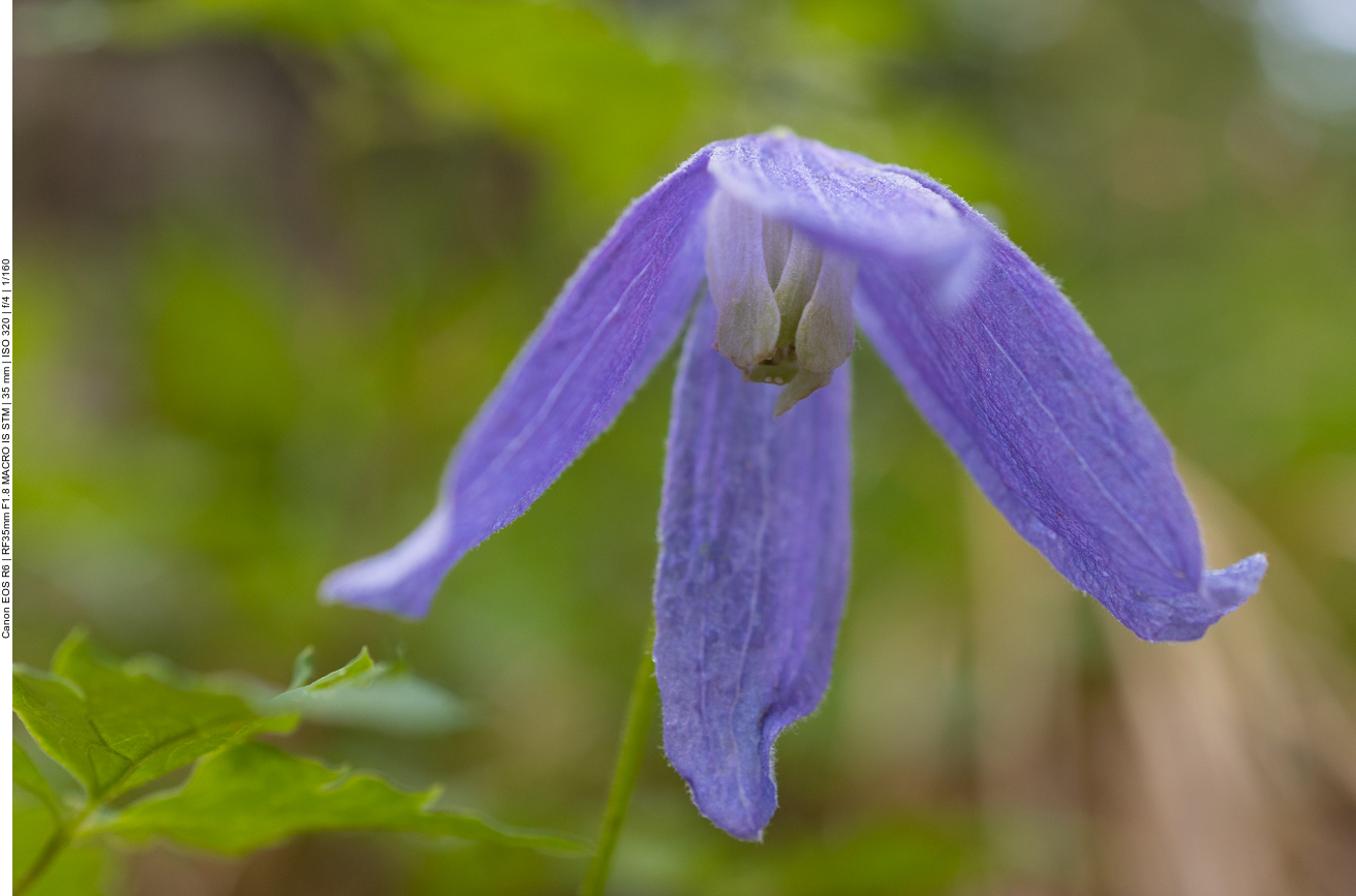 Alpen Waldrebe [Clematis alpina]