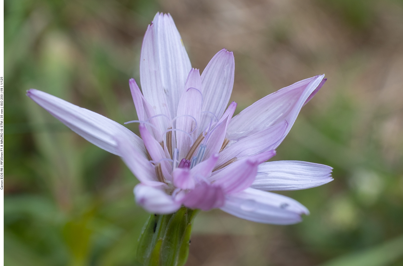 Rote Schwarzwurzel [Podospermum purpureum]
