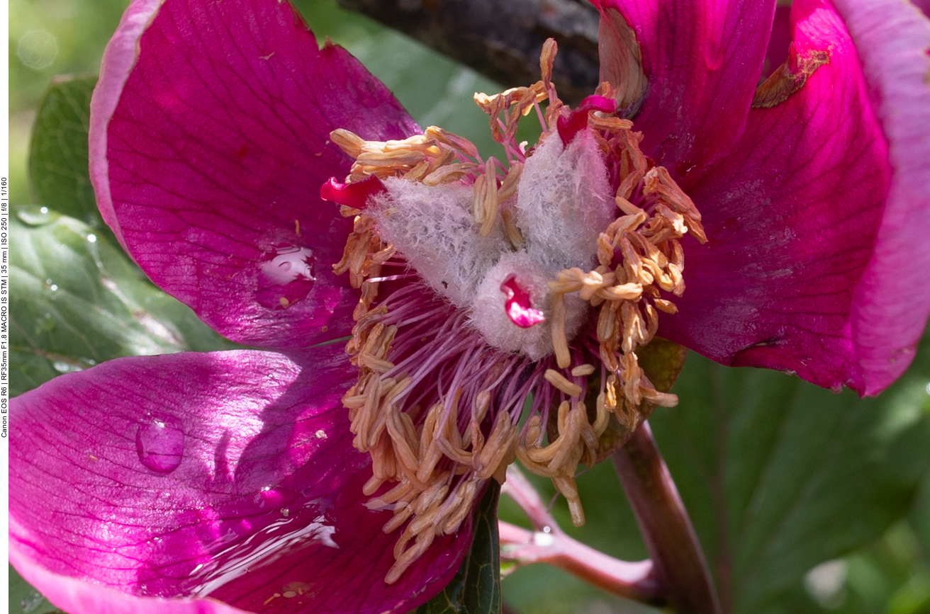 Korallen-Pfingstrose [Paeonia mascula]