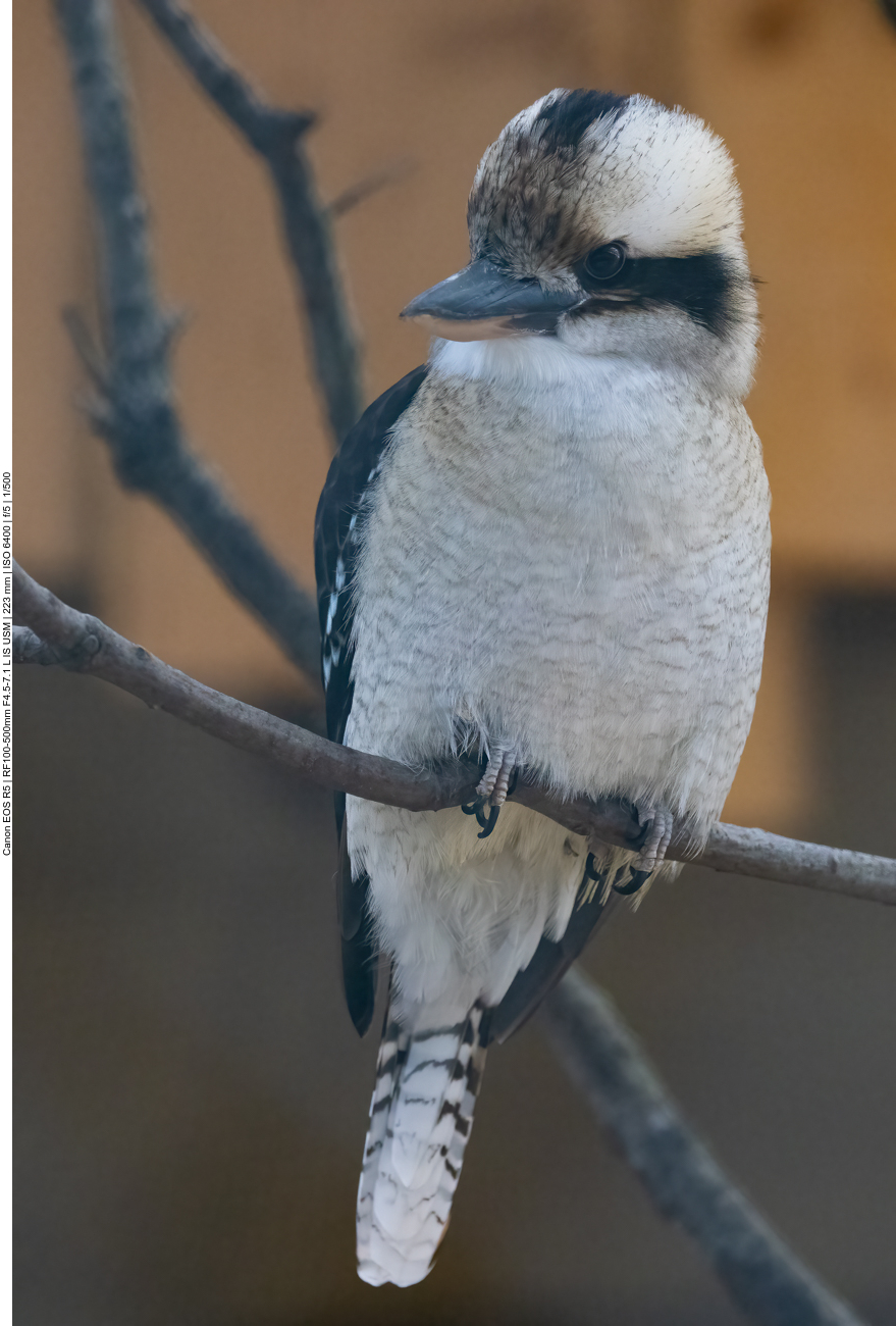 Australischer Eisvogel (Kookaburra)